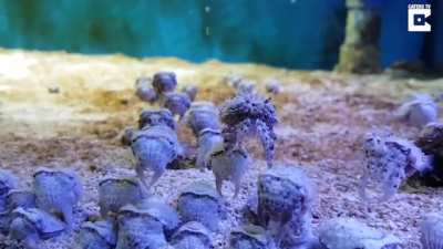 ? Baby Cuttlefish Look Like Alien Invasion ?