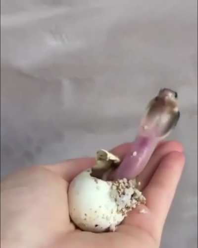 ? Hatching of a Baby Cobra