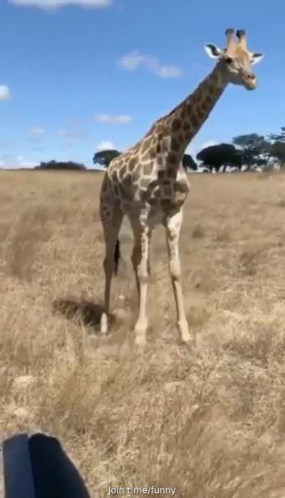 ? Giraffe eating grass