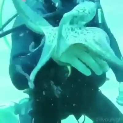 ? Octopus playing with diver