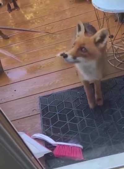 A woman gave a hungry fox food and he came back with friends