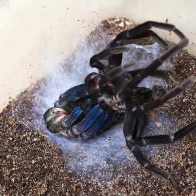 ? A Tarantula Moulting ?