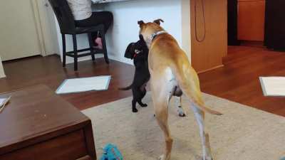 Lil pupper bites his brothers balls