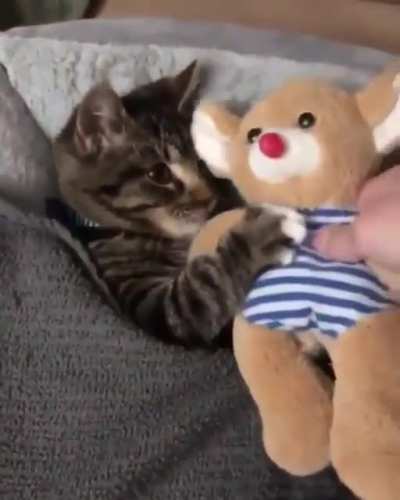 The way those paws cling to teddy ??❤