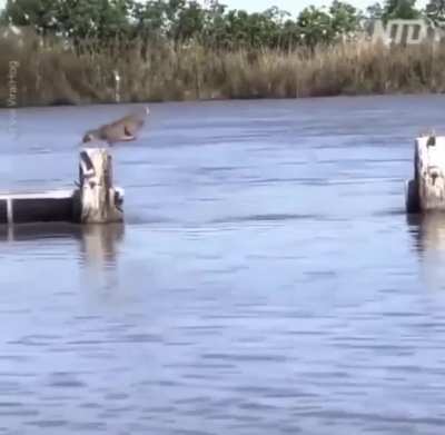 ? Bobcat avoiding getting wet