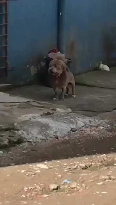 What kind of lion is this