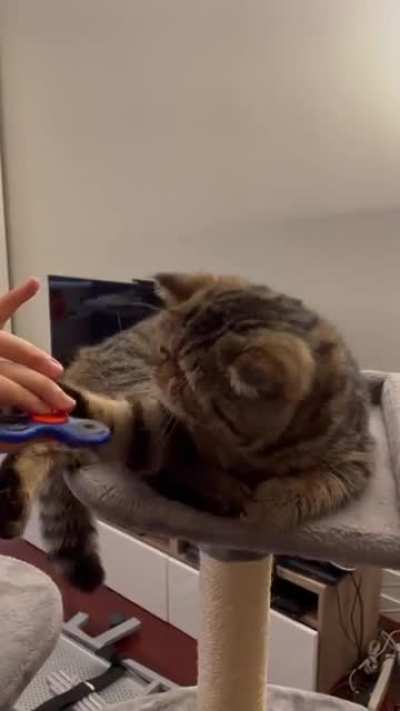 Fidget Spinnin’ Cat