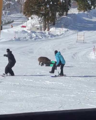 snowBOARd