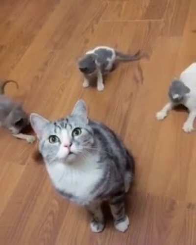 How to keep kitten entertain ?