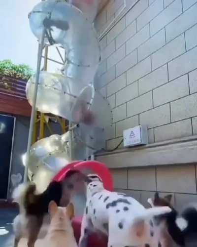 the best thing you'll see all day