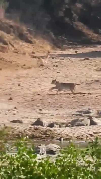 ? Lioness herds wildebeest into the path of the waiting pride in Kruger National Park. Perfect teamwork