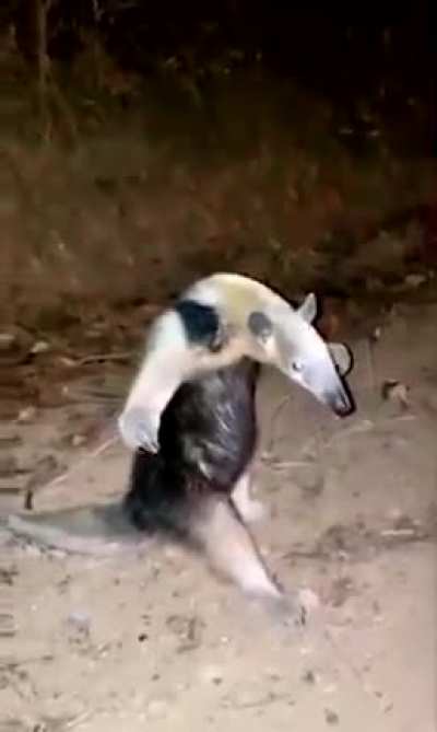 ? "Come at me Bro" wasn't on the firefighter's minds as they attempted to rescue this anteater