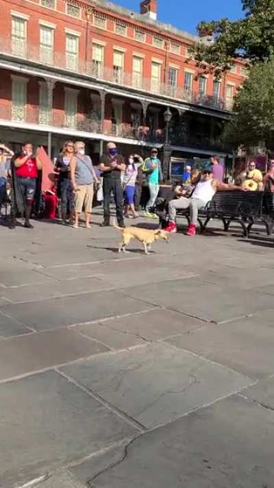 This busker trained his pooch to pick up the tips! Check out the hottest and hardest working duet on the New Orleans music scene! ❤?????❤
