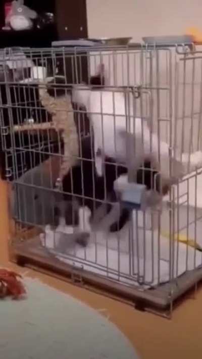 Crazy Cats