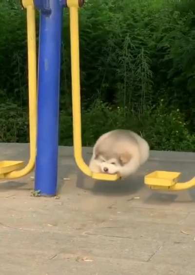 Derpy Doggo