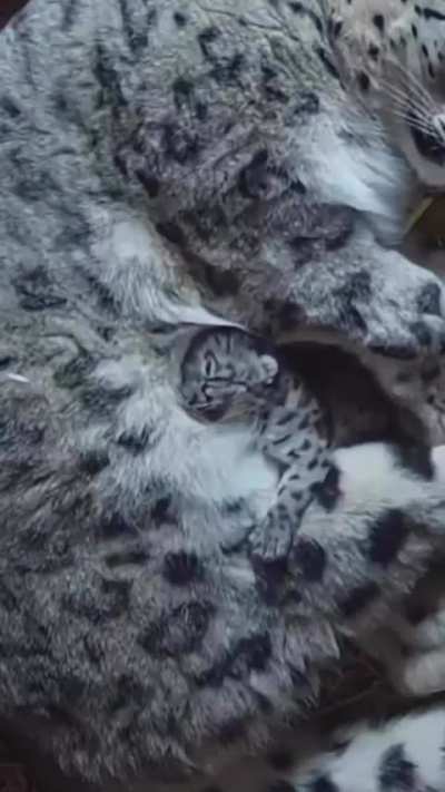 Pure Love: Tiny Snow Leopard Cub Snuggles with Mom