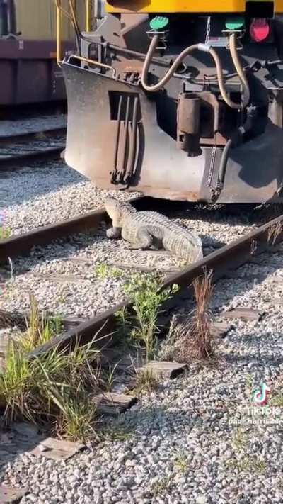 This gator ? is loco