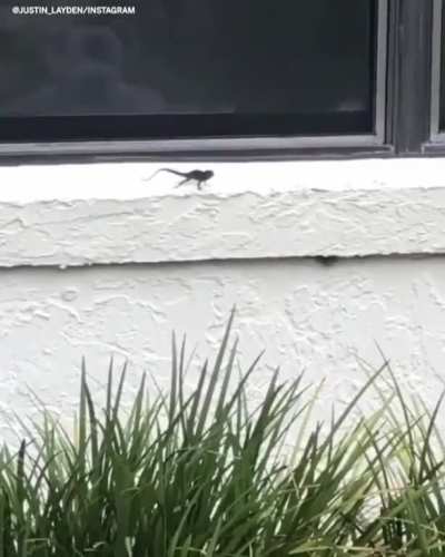 ? Lizard teaching human how to do push-ups