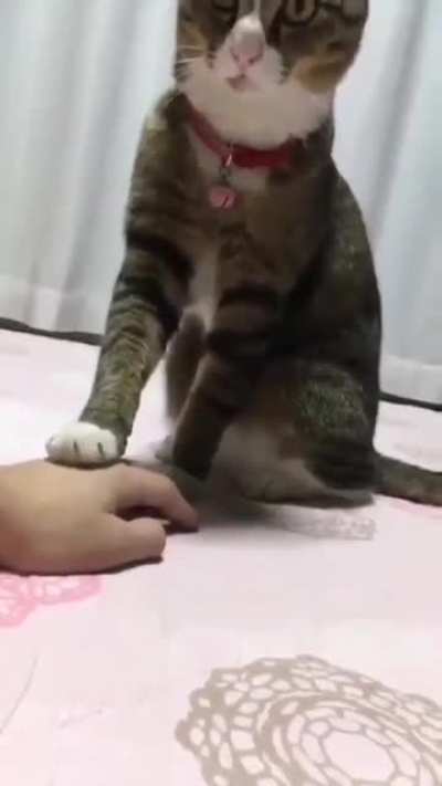 The bell is not a toy!