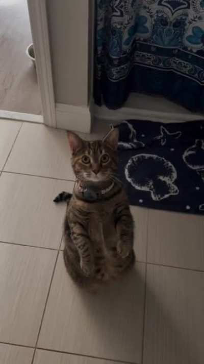 Pet me, like this, silly human.