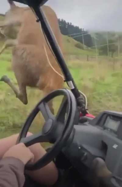to jump the fence