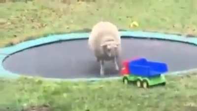 Sheep Discovers How To Use A Trampoline