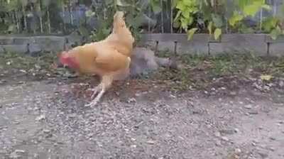 The cat wants to catch the mice