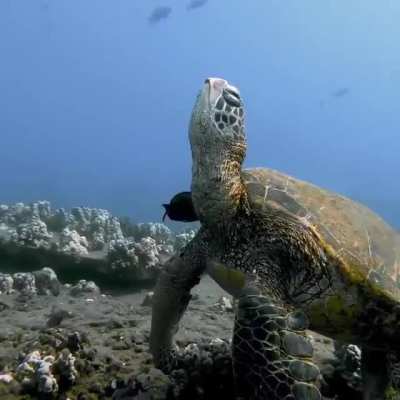 ? This turtles’ sleep is all we need