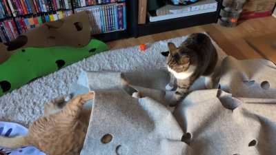 Slap your kitty sibling!