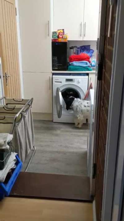 Sock thief learns to open washing machine to steal more socks ?