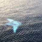 ? Rare Albino Manta Ray ?