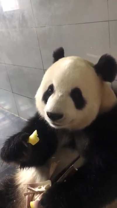 Panda eating bamboo! ?