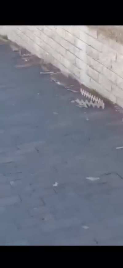 This parrot ripping off bird spikes from a window ledge. It’s like he screaming, let my people sit.