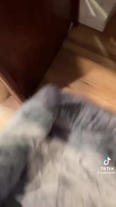 Rescue dogs reaction to first time having a bed ? ?