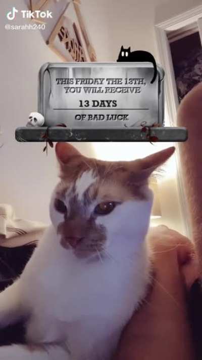Cat receives 13 days of bad luck