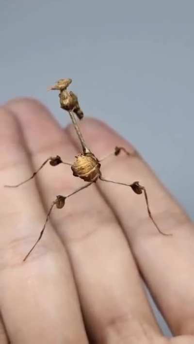 ? The Wandering Violin Mantis (Gongylus gongylodes)