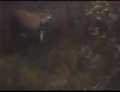 ? Mother Tigress eats a Male Leopard for trespassing.