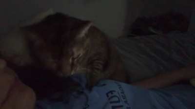 Cats who quack? This is Zoey being a cuddle bug as usual