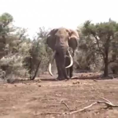 ? Largest Elephant in the world, 8000 kg weight In Tanzania.