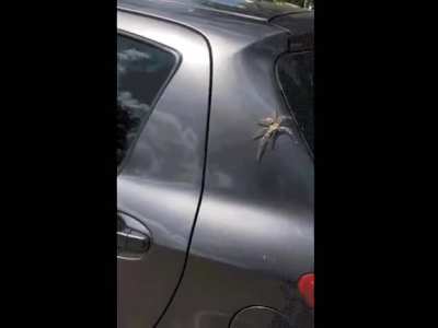 The Horrors of living in Australia