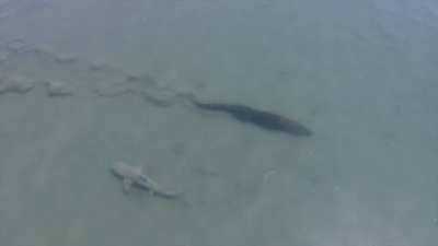 ? A saltwater crocodile swims right by a bull shark in the tidal flats of Australia's Northern Territory