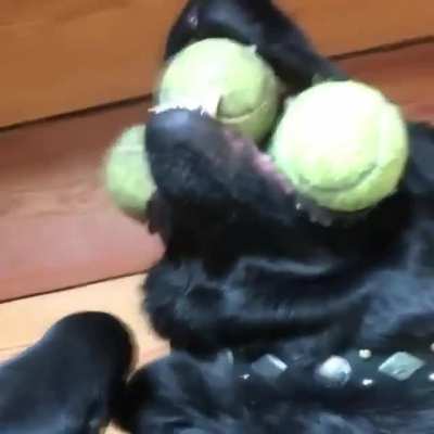 "Even when I’m on my back getting bellyrubs, I won’t leave my 3 balls." [via jaap.and.flip.labbrothers]