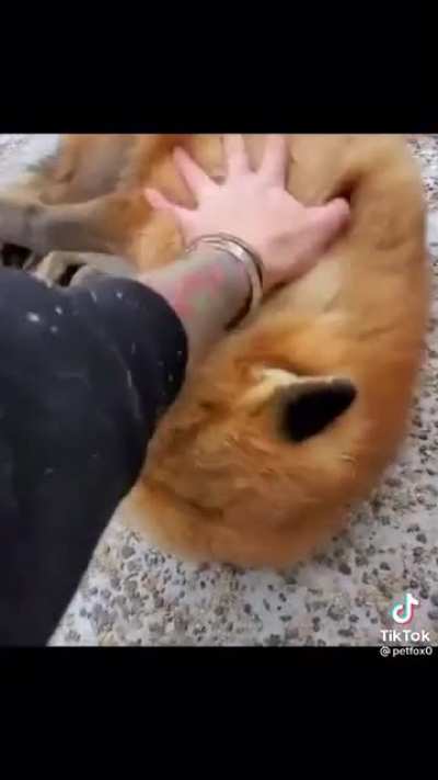 What does the fox say? ?
