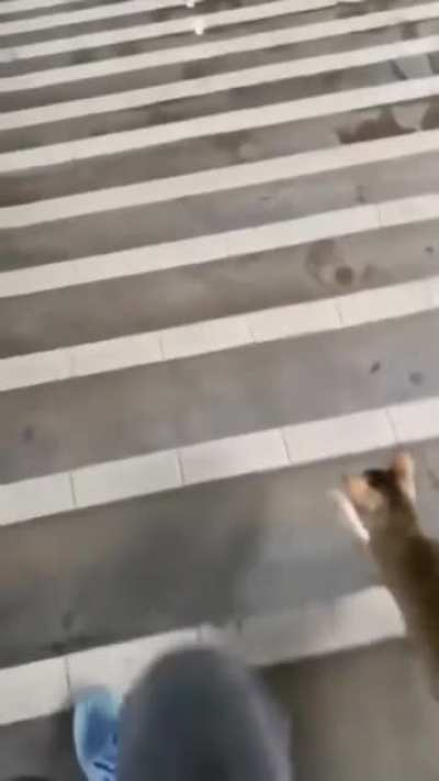 Kitty trying to get a pet (or pull off an insurance scam)