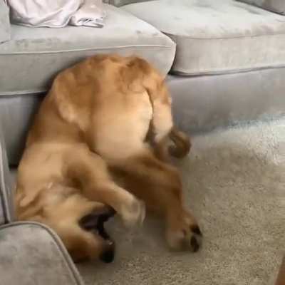 Broke dog!
