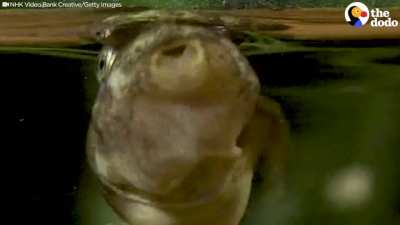 ? Tadpoles' arms develop internally and then bust out- now they are free!