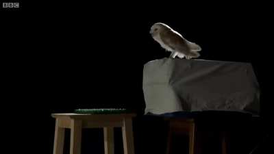 How quiet is owls flight compared to other birds