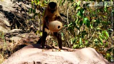 ? A young capuchin monkey overcomes a tough nut