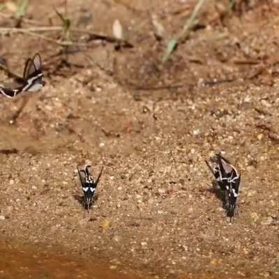 Dragontail Butterflies?