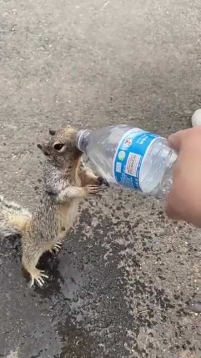 Helping a squirrel drink a bottled water to quench the thirst.